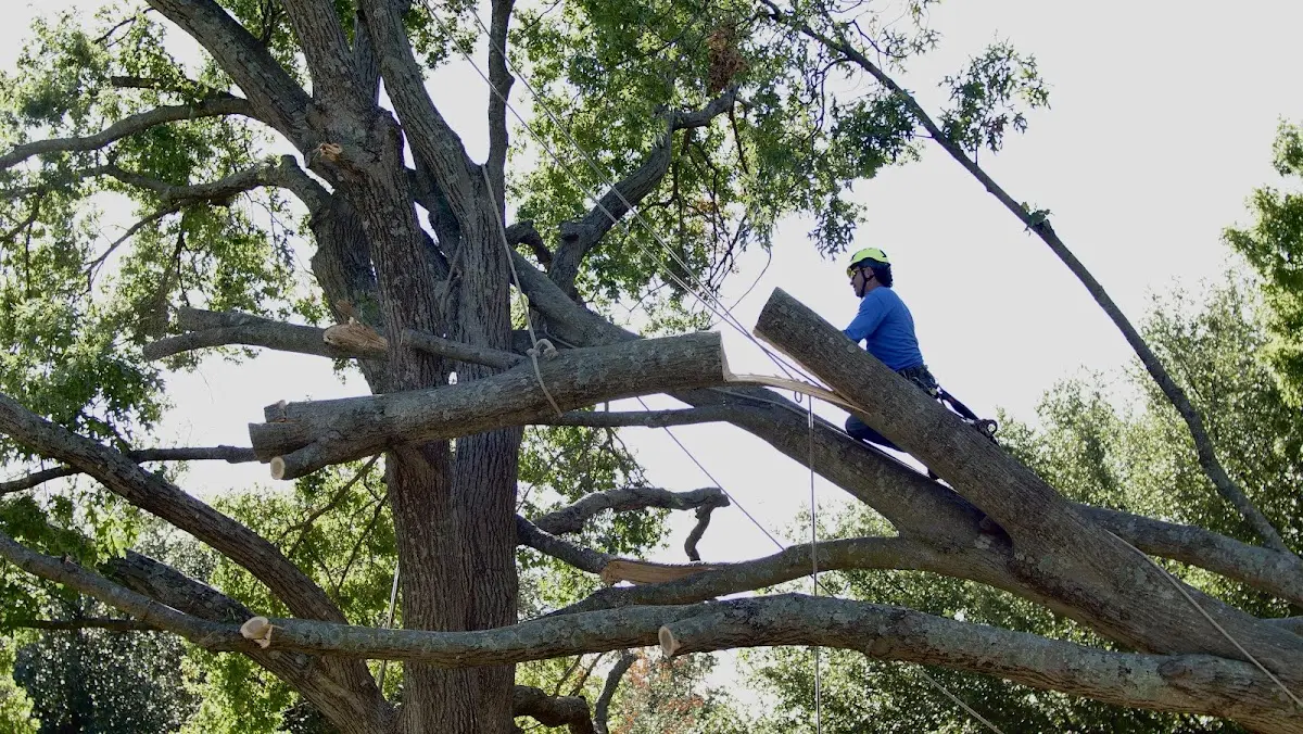 Professional Crown Thinning performed by certified arborists in Township Of Washington