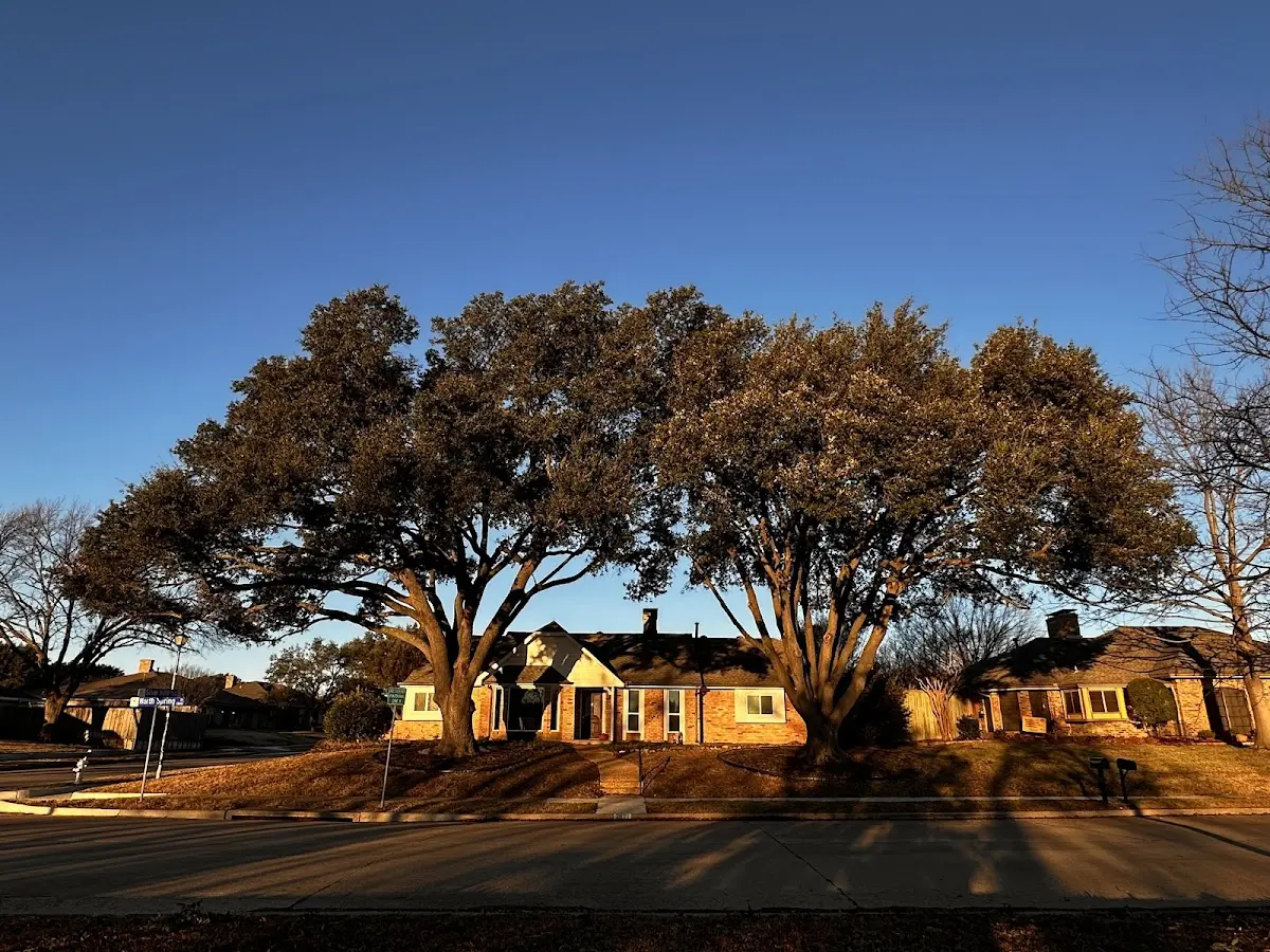 Established residential canopy tree shading a home in Township Of Washington